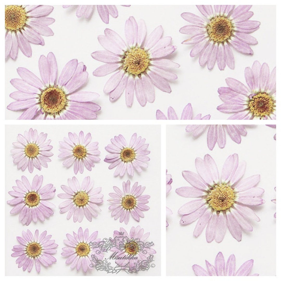 Dried Flowers,pressed Flowers for Resin,a Pack of 16 Pcs,pressed Dried  Assortment Flowers,purple Pink Dried Flat Flower Packs 