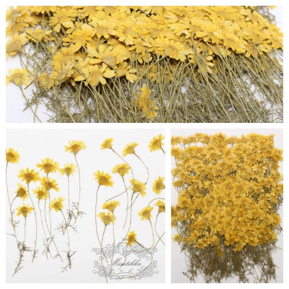 12pcs Dried Real Pressed Flower Stickers dyed pressed flower for
