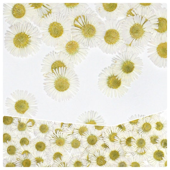 Pressed Daisies Bulk Dried Flowers for Resin, Soaps, Candles, Aromatherapy,  and Food Decor Dried Daisy Flowers P 