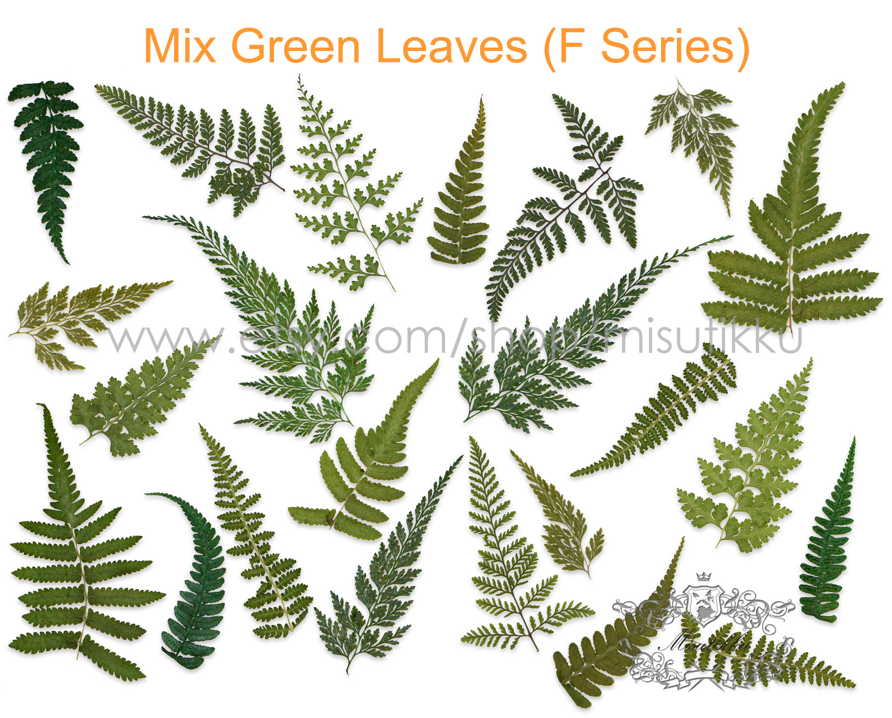 20 Pcs/pack Pressed Dried Green Leaves Ferns Pressed Real Flat - Etsy  Denmark