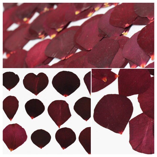 Real Rose Petal Etsy
