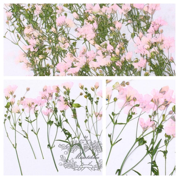 20 PCS Set Pressed Pink Flowers, Real Dried Pressed Flowers, Real Pink Flower  Stems, Preserved Pink Flat Flowers, Pressed Dry Flower Stems 