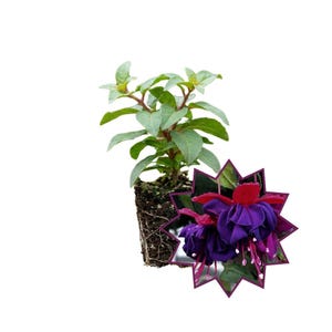 Puede incluir: Una joven planta de fucsia con hojas verdes y una vibrante flor morada y roja. La planta está en una maceta pequeña con tierra, lista para plantar. La flor tiene un diseño en forma de estrella.