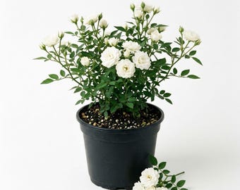 White Mini Rose Live Plant in 4 Inch Pot, White Miniature Rose Flowering Plant for Patio Containers, Flower Beds, Borders, Home Garden