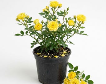 Yellow Mini Rose Live Plant in 4 Inch Pot, Bright Flowering Rose for Garden, Patio and Indoor Spaces