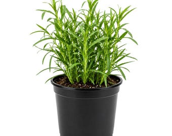 Herb Tarragon Plant, Live Tarragon in 3.25 Inch Pot, Kitchen Herb Garden Plant, Easy Grow Gift