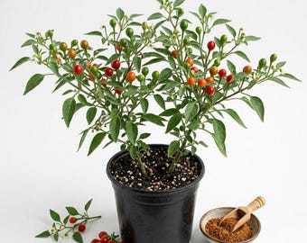 Chiltepin Pepper Live Plant in 4 Inch Pot, 2 Plants Per Pot, Wild Chili Pepper Plant, Hot Pepper Starter Plant for Garden