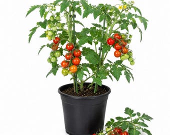 Cherry Tomato Live Plants, 2 Plants Per 4 Inch Pot, Tomato Seedlings for Vegetable Garden