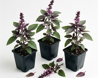African Blue Basil Live Plant, Perennial Basil Herb, Fragrant Culinary Herb Plant, Edible Herb Starter Plant (2-3 Inch)