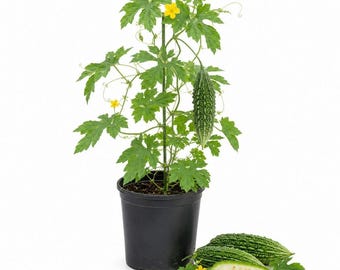 Bitter Gourd Live Plant, 1 Plant Per 4 Inch Pot, Bitter Melon Seedling for Vegetable Garden