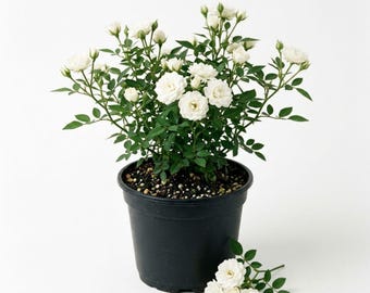White Mini Rose Live Plant in 4 Inch Pot, Elegant Blooming Rose for Patio, Garden and Indoor Display