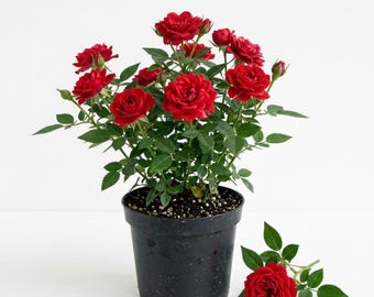Red Mini Rose Live Plant in 4 Inch Pot, Easy-Care Flowering Plant for Indoor and Outdoor