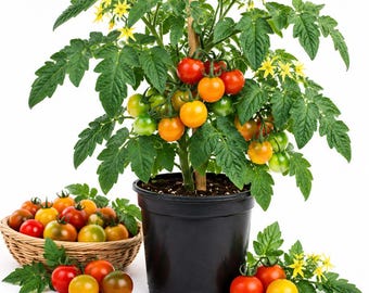 Rainbow Cherry Tomato Live Plant, 1 Plant Per 4 Inch Pot, Colorful Cherry Tomato Starter, Edible Vegetable Plant for Home Garden