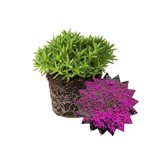 May include: A green succulent plant with visible roots and soil, presented against a white background. A separate cluster of vibrant pink flowers is also shown. The plant is a popular choice for indoor and outdoor gardens.