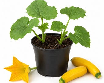 Yellow Squash Live Seedlings, 2 Plants Per Pot, Starter Summer Squash Plants for Home Vegetable Garden