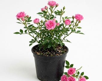 Pink Mini Rose Live Plant 4 Inch Pot, Pink Miniature Rose Flowering Plant for Patio Containers, Flower Beds, Borders, Home Garden