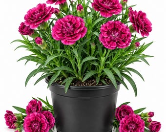Pink Red Dianthus Live Plant, 1 Plant Per 4 Inch Pot, Dianthus Flower Plant, Colorful Flowering Plant for Garden