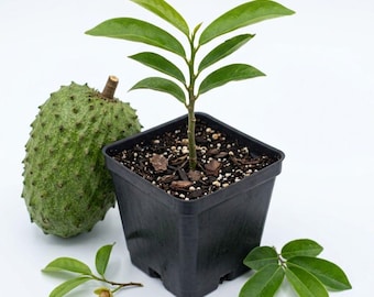 Soursop Live Plant 4-6 Inches Tall in 4 Inch Pot, Guanabana Tropical Fruit Tree, Edible Fruit Plant for Garden