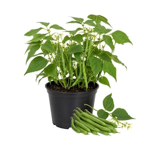 May include: A green bean plant growing in a black plastic pot, featuring vibrant green leaves, small white flowers, and several slender green bean pods hanging from the stems, with a cluster of harvested green bean pods resting in front.