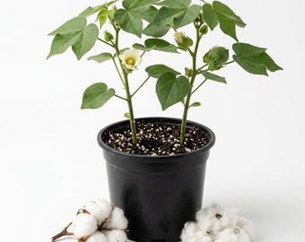 White Cotton Live Plant, 2 Plants Per 4 Inch Pot, Cotton Flower Plant, Ornamental Garden Plant