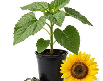 Yellow Giant Sunflower Live Plant, 1 Plant Per 4 Inch Pot, Giant Sunflower Starter, Tall Yellow Flower Plant for Garden