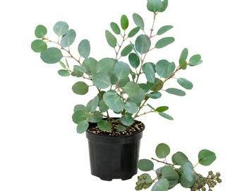 Eucalyptus Populnea Live Plant, 3 Inch Pot, Indoor Outdoor Plant, Starter Plant