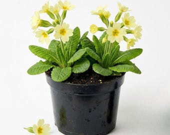 Early Primrose Live Plants, 2 Plants Per 4 Inch Pot, Primula Flower Plant, Colorful Spring Blooming Flowers for Garden