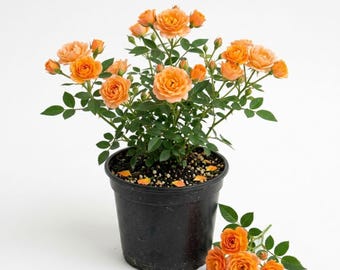 Orange Mini Rose Live Plant in 4 Inch Pot, Miniature Rose Flowering Plant for Patio Containers, Flower Beds, Borders, Home Garden