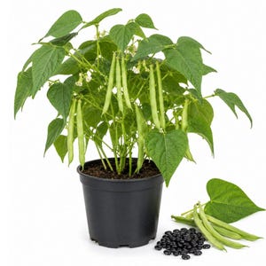 May include: A green bean plant growing in a black plastic pot, featuring vibrant green leaves, small white flowers, and several long, slender green bean pods hanging from the stems. A small pile of dried black beans sits next to the pot.