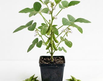 Edamame Live Plant in 4 Inch Pot, 1 Soybean Plant Per Pot, Edible Vegetable Plant, Green Soybean Starter Plant for Home Garden