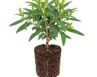 Eucalyptus Lemon Bush Plant, Fragrant Live Garden Plant, Easy Beginner Plant for Garden