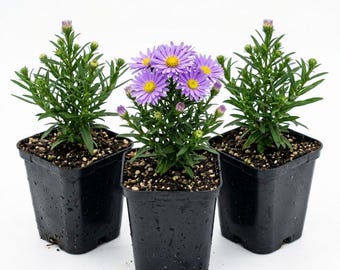 Aster Dumosus Kickin Lilac Blue Live Plant Plug, Lilac Blue Aster Perennial, Fall Blooming Flower
