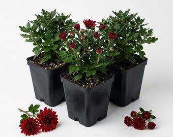 Belgian Mum Pobo Red Live Plant Plug, Red Chrysanthemum Starter Plant, Fall Blooming Mum, Garden Flower Plant