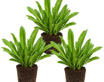 Herb Culantro Plant, Live Culantro Herb Plant, Kitchen Herb Garden Plant, Easy Grow Gift (3in Pot)
