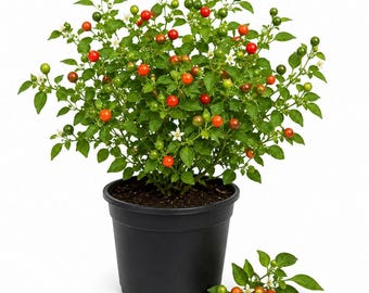 Pequin Pepper Live Plants, 2 Plants Per 4 Inch Pot, Hot Chili Pepper Seedlings for Garden