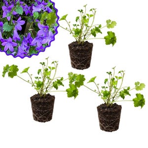 May include: Three potted plants with green leaves and visible roots. A cluster of purple bell-shaped flowers is in the upper left corner. The plants are set against a white background.