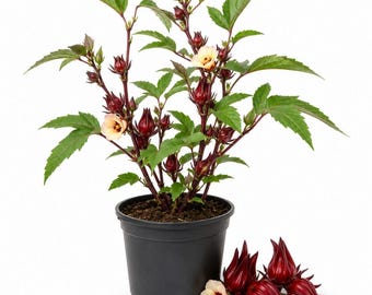 Roselle Live Plants, 2 Plants per 4 Inch Pot, Starter Hibiscus Plants for Containers, Raised Beds or Garden