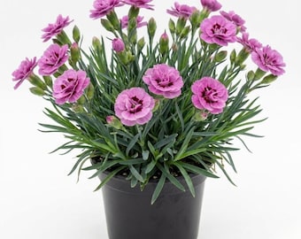 Pink Purple Dianthus Live Plant, 1 Plant Per 4 Inch Pot, Dianthus Flower Plant, Colorful Flowering Plant for Garden