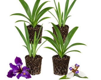Walking Iris Live Plant, Heirloom Purple Iris, Rooted Plug, 2-3 Inches Tall, No Pot, Starter Plant