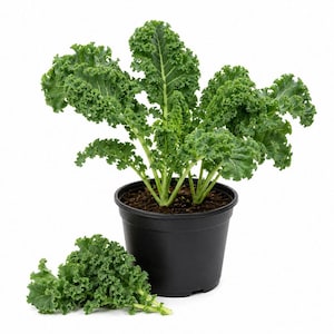 May include: A vibrant green kale plant with curly, ruffled leaves growing in a black plastic pot, accompanied by a small cluster of detached kale leaves resting on the surface next to the base of the container.