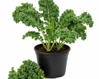 Kale Live Plants, 2 Plants per 4 Inch Pot, Starter Leafy Vegetable Plants for Raised Beds, Containers or Garden