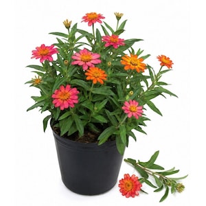 May include: A potted zinnia plant in a black plastic container featuring multiple vibrant flowers in shades of pink, orange, and yellow. The plant has green lance-shaped leaves and several stems with blooming flowers, with one detached stem lying nearby.