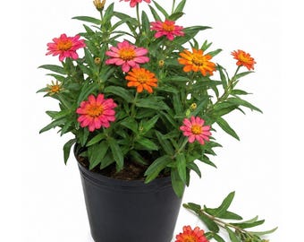 Zinnia Live Plants, Multi-color Flowers, Set of 3 in 4 Inch Pots, Flowering Garden Plants for Beds, Borders or Containers