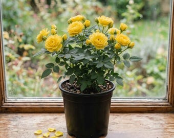 Yellow Mini Rose Live Plant, 4 Inch Tall, Yellow Rose Flowering Starter Plant for Patio Containers, Flower Beds, Borders, Home Garden