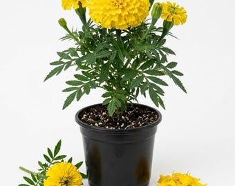 African Marigold Yellow Live Plant, 1 Plant Per 4 Inch Pot, Yellow Marigold Flower