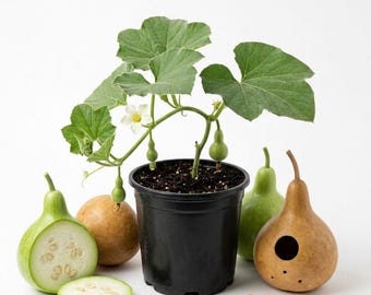 Martin Birdhouse Gourd Live Plant, 1 Plant Per 4 Inch Pot, Bottle Gourd Vine, Gourd Starter Plant for Garden