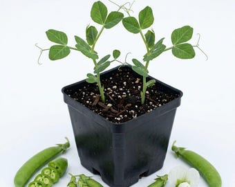 Pea Bean Live Plant, 2 Plants Per 4 Inch Pot, Sugar Garden Pea Plant, Edible Pea Vegetable Starter