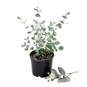 May include: A potted eucalyptus plant with rounded, silvery-green leaves on slender stems, planted in a plain black plastic nursery container. A single detached eucalyptus sprig with a small, pale, spiky flower bud lies in front of the pot.