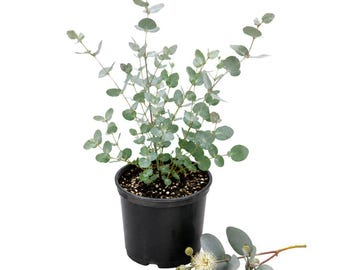 Eucalyptus Silver Drop Live Plant, 3 Inch Pot, Silver Foliage Eucalyptus, Indoor Outdoor Starter Plant