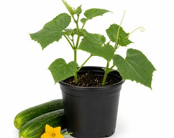 Marketmore Cucumber Live Seedlings, 2 Plants Per Pot, Starter Cucumber Plants for Vegetable Garden